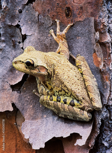 Cuban Tree Frog Hyla septentrionalis on Pine Tree in the Everglades