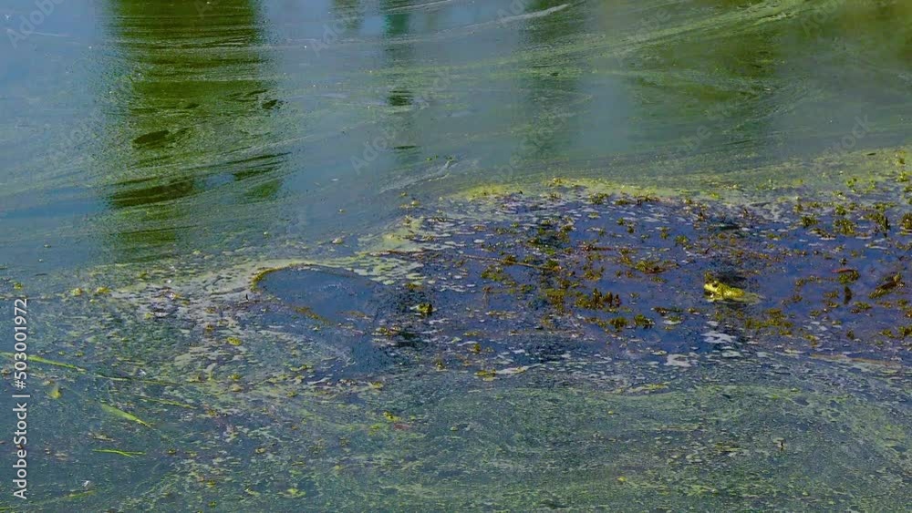 Blue-green (Microcystis aeruginosa) algae in dirty water in a lake, Ukraine