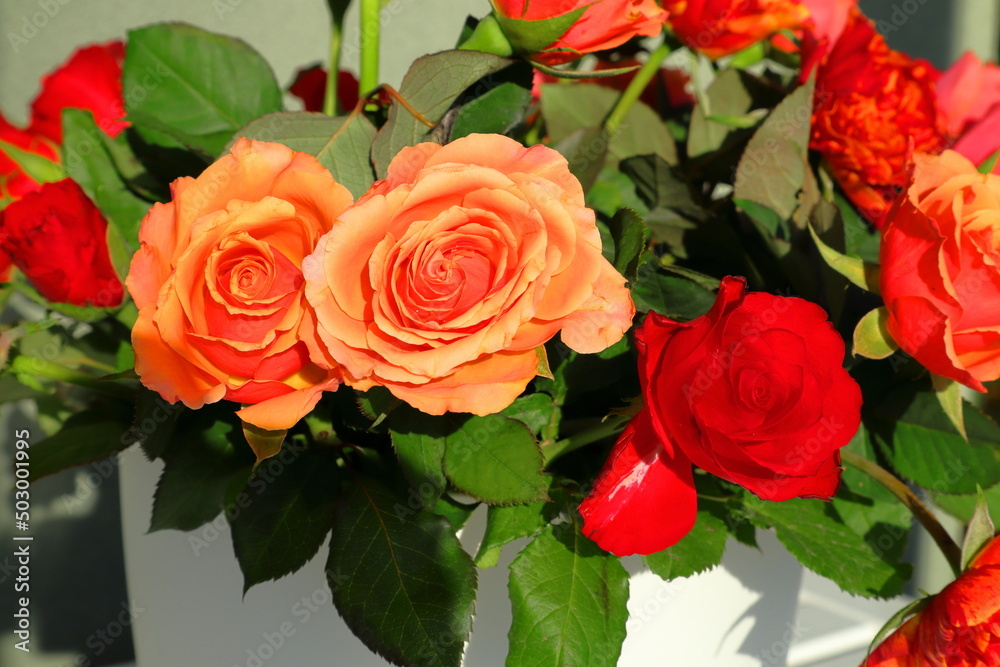 Fototapeta premium Orange and red roses with green leaves. Close up and isolated, blurry background. 