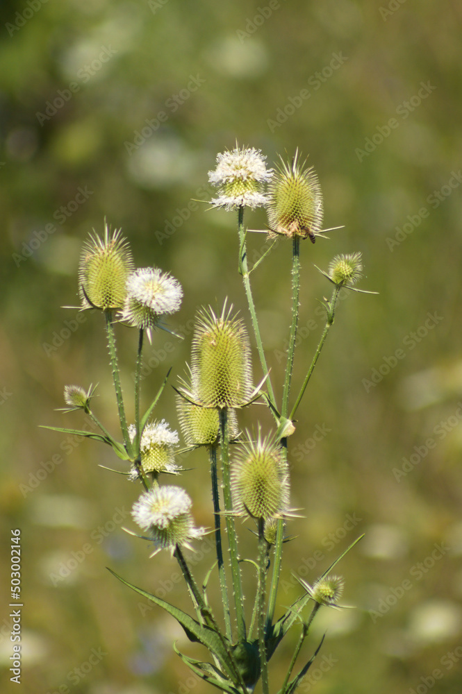 Closeup of cutleaf teasel green seeds with petals and selective focus on foreground Closeup of cutleaf teasel green seeds with petals and selective focus on foreground