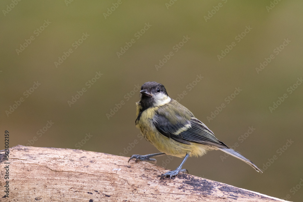 Obraz premium Mésange charbonnière Parus Major perchée sur une branche 
