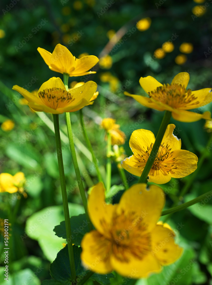 Fototapeta premium Marsh-marigold or kingcup (captcha palustris) is a small to medium size perennial herbaceous plant of the buttercup family. It's native to marshes, fens, ditches and wet woodland in temperate regions