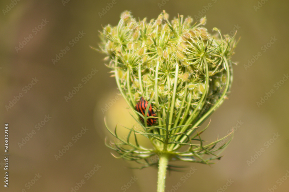 Closeup of red stripped bug on wild carrot bud with blurred background Closeup of red stripped bug on wild carrot bud with blurred background