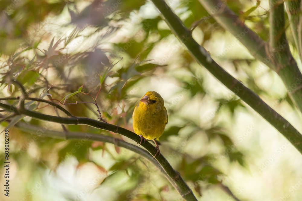 Oiseau jaune Verdier d'Europe sur les branches d'un arbre érable du Japon et feuilles Oiseau jaune Verdier d'Europe sur les branches d'un arbre érable du Japon et feuilles