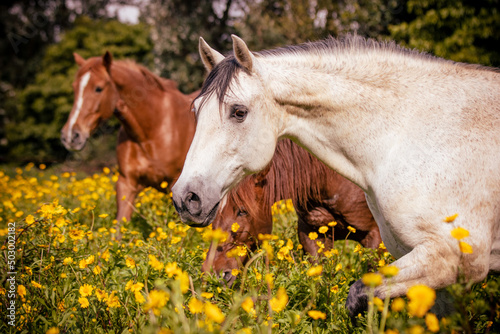 Horses on flower field, outdoors, cute and happy animals.