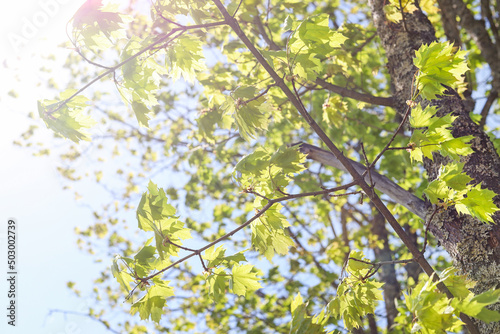 Young fresh green leaves on maple branches in the rays of morning sunlight. Beautiful nature background