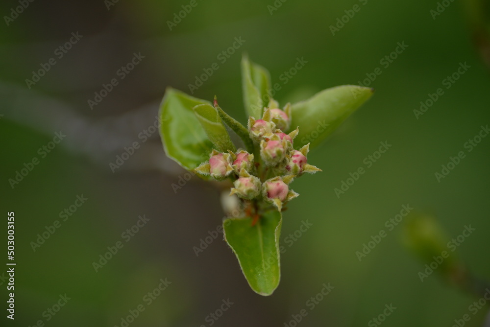 young apple buds