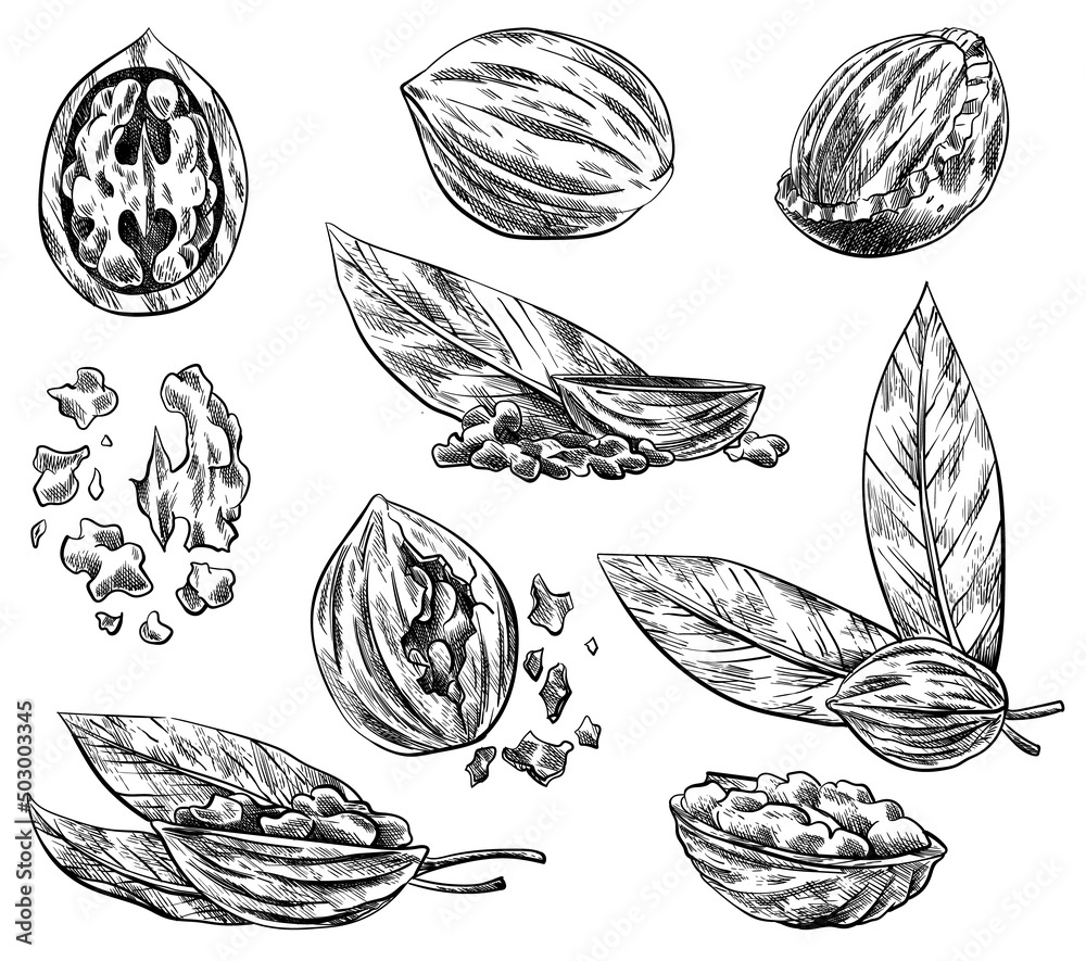Walnut pieces set. Hand drawn ink sketch of nuts for template label, packing or emblem farmer market design. Natural healthy food collection. Handwritten graphic technique, engraved illustration Walnut pieces set. Hand drawn ink sketch of nuts for template label, packing or emblem farmer market design. Natural healthy food collection. Handwritten graphic technique, engraved illustration