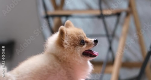 4k video, cute Pomeranian breed circle roll over spin around. Active pet turn around roll command. Slow motion dog purebred in home and Sitting excited dog for feed snack from owner given