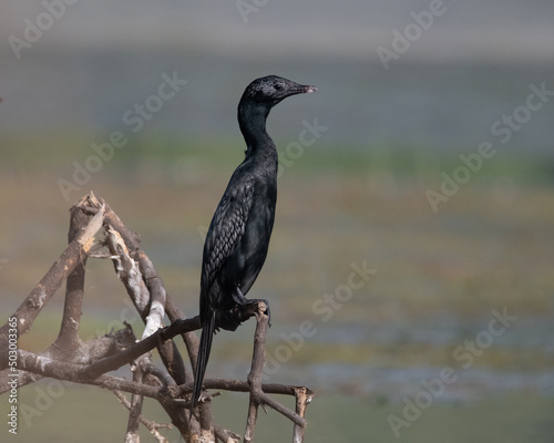 Little Cormorant sitting on a log in a wetland © Sachin