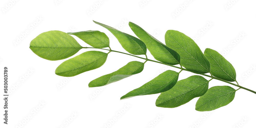 Blossoming acacia leaves on twig, branch isolated on white, black locust, clipping path