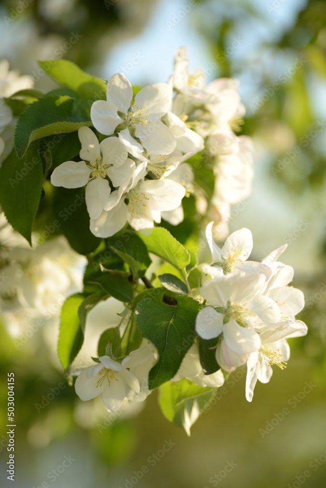 white blooming apple tree