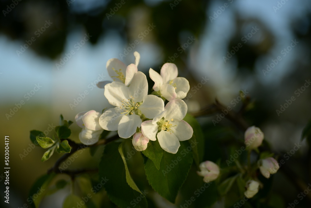 Obraz premium white blooming apple tree