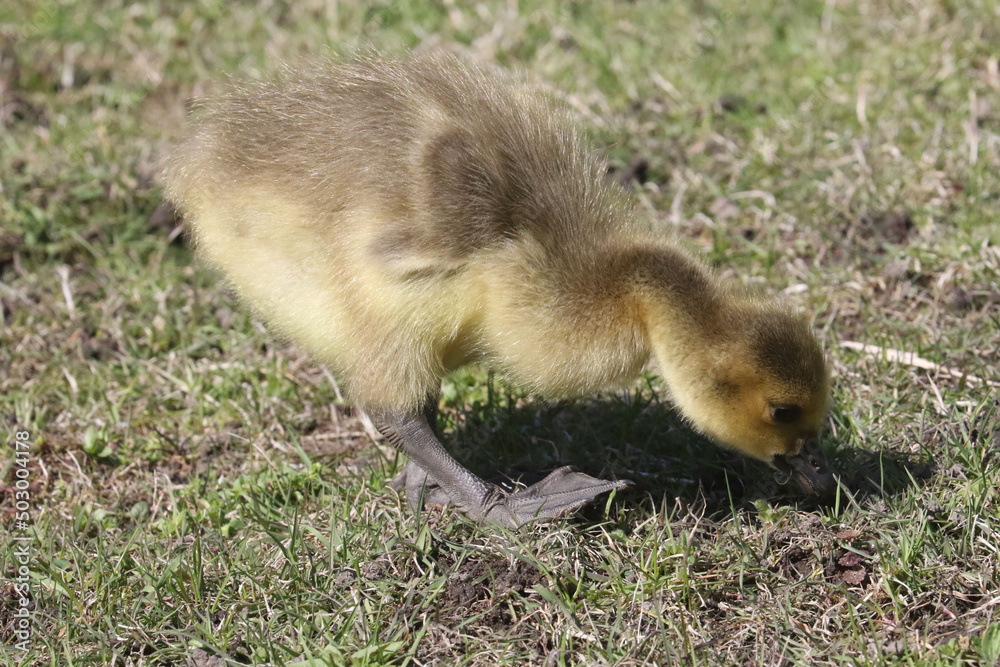 Canada Goose chicks grazing on parkland lawns under the watchful eye of Mom on a spring day
Canada Goose chicks grazing on parkland lawns under the watchful eye of Mom on a spring day