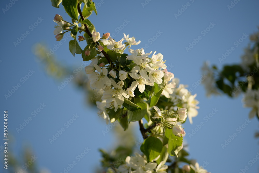 white blossoming apple tree bee pollinating apple tree flowers white blossoming apple tree bee pollinating apple tree flowers