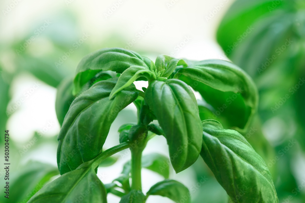 Obraz premium Growing fresh green basil.