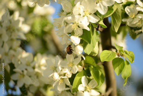white blossoming apple tree bee pollinating apple tree
