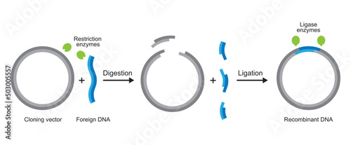 Molecular Illustration Of Gene Cloning. From Plasmid to Recombinant DNA. Vector Illustration. photo