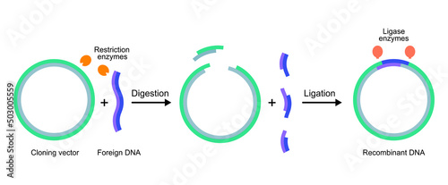 Molecular Illustration Of Gene Cloning. From Plasmid to Recombinant DNA. Vector Illustration.