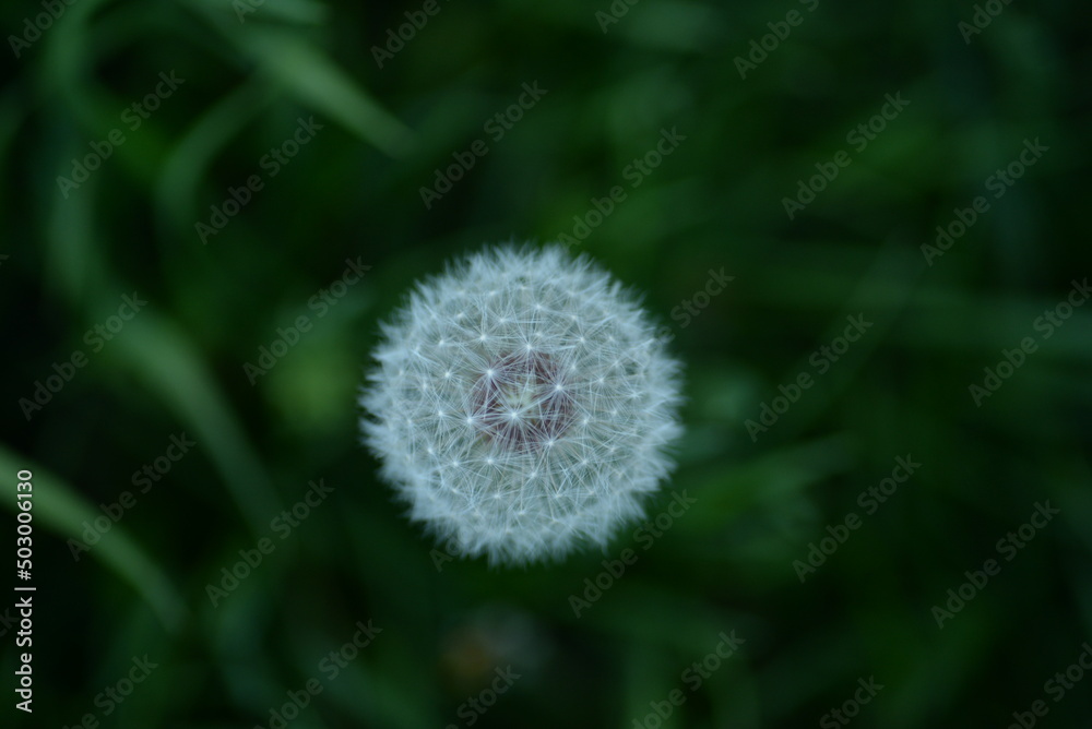 white dandelion seeds