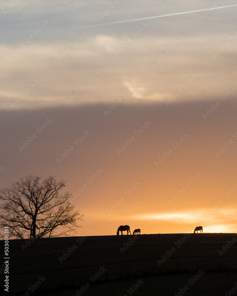 Silhouette of Horses and Tree Against a Sunset