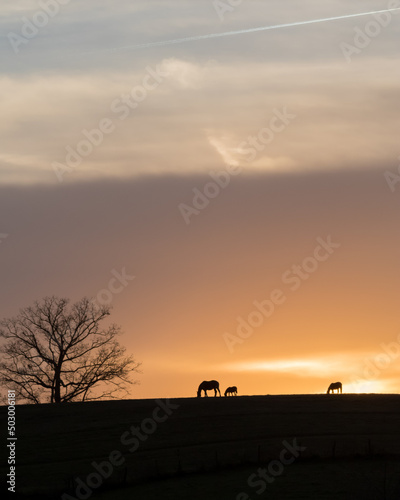 Silhouette of Horses and Tree Against a Sunset photo