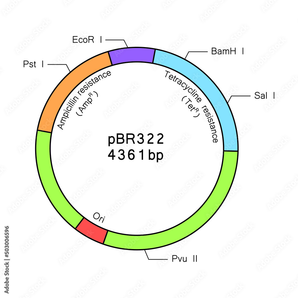 Colorful Deseigning Of Plasmid PBR322 Structure Vector Illustration 