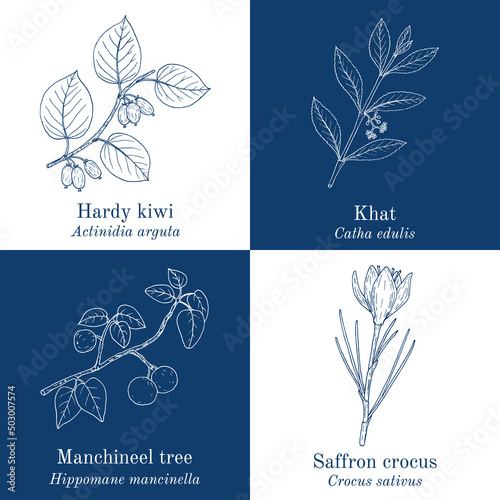 Set of four hand drawn eatable and medicinal plants