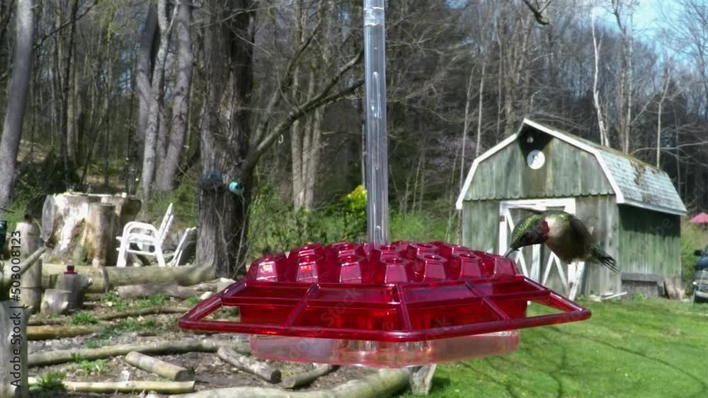 Male Ruby-Throated Hummingbird at our red feeder in our yard in April in Windsor in Upstate NY. Male Ruby-Throated Hummingbird at our red feeder in our yard in April in Windsor in Upstate NY.