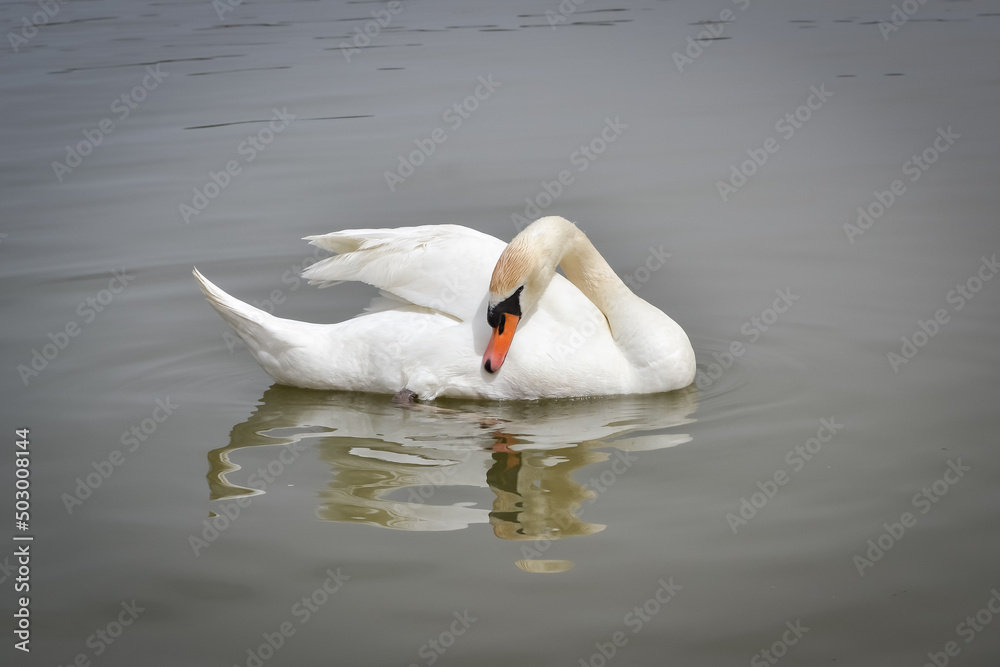 Naklejka premium A beautiful white swan swimming in the lake and cleaning its neck