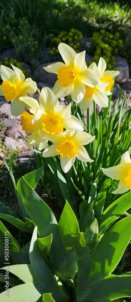 Obraz premium Beautiful yellow daffodils on a sunny day