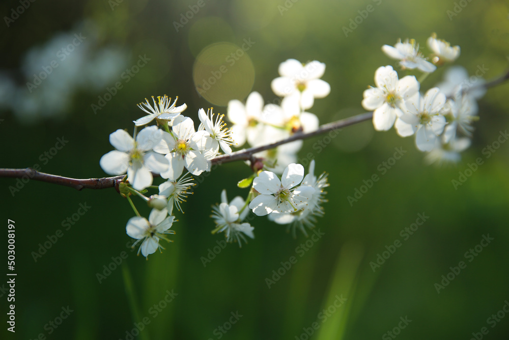 Bokeh flower Background. Cherry flowers on a branch in the backlight. Spring background Bokeh flower Background. Cherry flowers on a branch in the backlight. Spring background