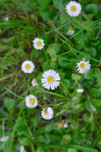 Chamomile flowers shot from above among green leaves
