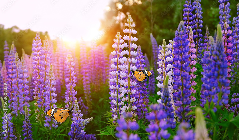 Obraz premium butterflies on lupine flowers on meadow, abstract natural sunny background. beautiful atmosphere dreamy floral landscape. summer season