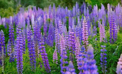 purple-pink lupine flowers on meadow  abstract natural green background. beautiful atmosphere rustic landscape with flowers. summer season