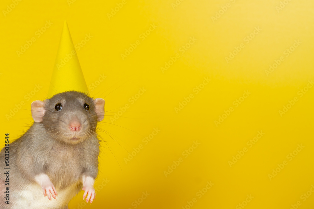 A gray rat on a yellow background in a yellow holiday cap. Copy Space