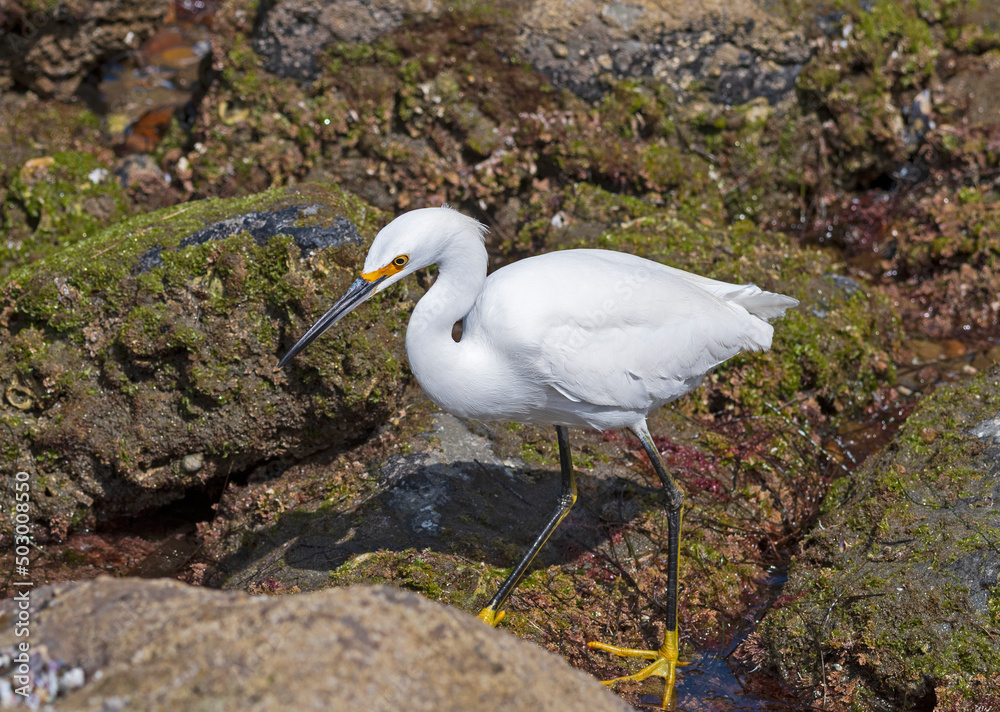 Obraz premium A Snowy Egret Searching the Tide Pools