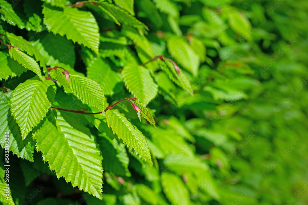 Junge Blätter der Hainbuche, Carpinus betulus, im Frühling Junge Blätter der Hainbuche, Carpinus betulus, im Frühling