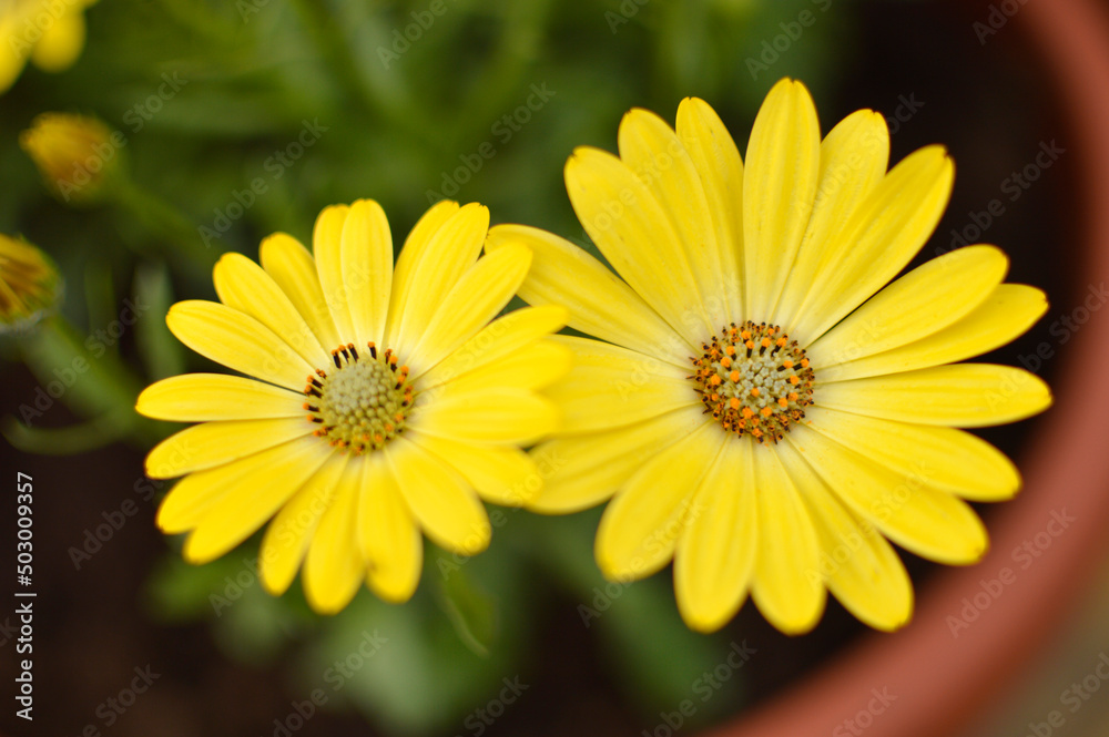 blooming African daisy flowers growing in the flower pot close up blooming African daisy flowers growing in the flower pot close up