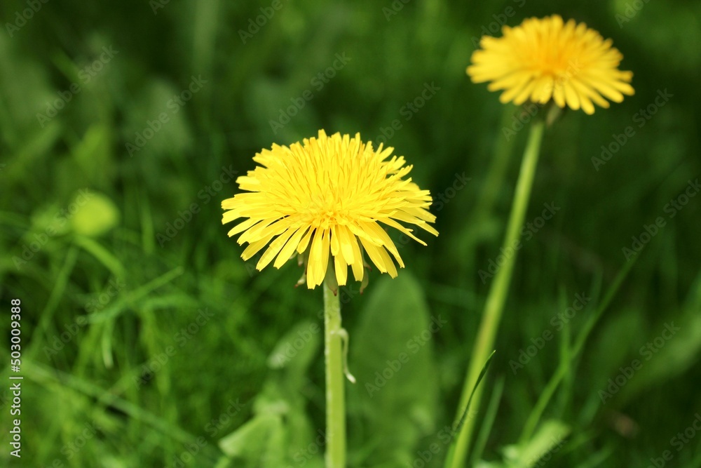 yellow dandelions in the grass yellow dandelions in the grass