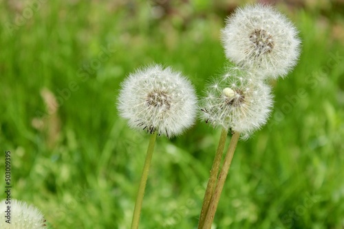 Dandelions gone to seed 