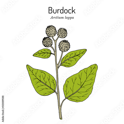 Burdock, Arctium lappa, or beggars buttons, medicinal plant photo