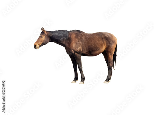 Horse isolated on white background. Handsome brown horse isolated.