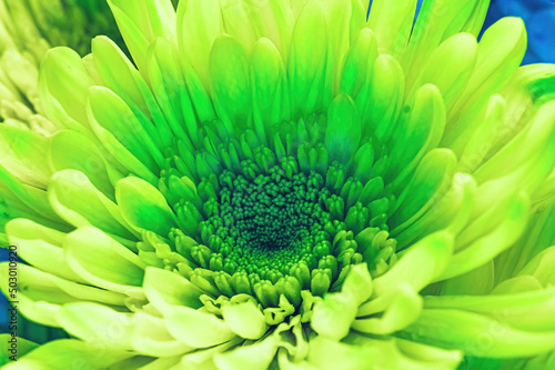 A vibrant green flower up close