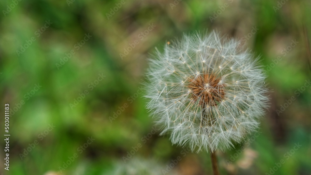 Dandelion plant. Background nature. Macro