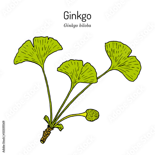 Ginkgo biloba, ginkgo or maidenhair tree. Medicinal plant