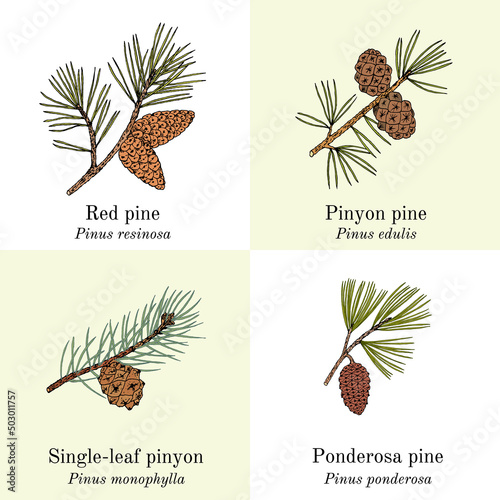 Set of different conifers branches with cones