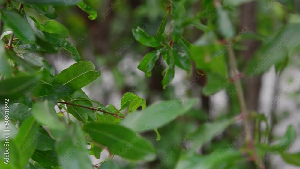 Pomegranate Fruit on Tree Branch. The Foliage on the Background Pomegranate Fruit on Tree Branch. The Foliage on the Background