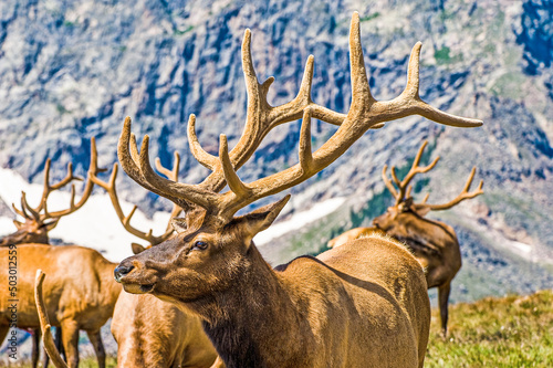 Fototapeta Naklejka Na Ścianę i Meble -  Majestic Bull Elk Against Colorado High Mountain Glaciers