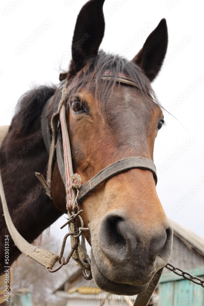 portrait of a horse portrait of a horse